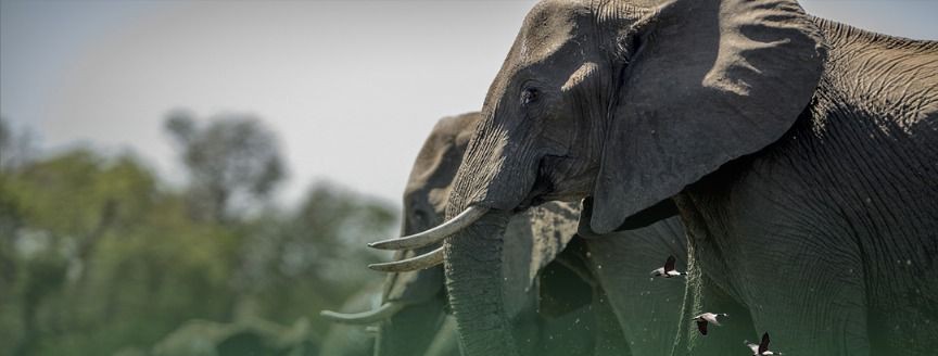 WILD Zambezi Escape
